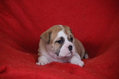Les chiots de Bulldog continental
