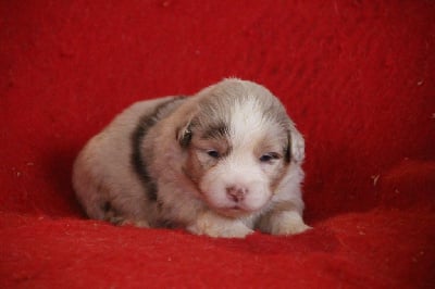 Les chiots de Berger Américain Miniature 