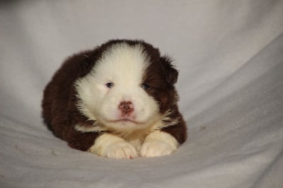 Les chiots de Berger Américain Miniature 