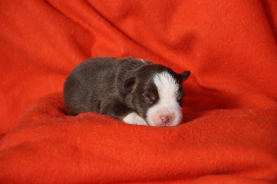 Les chiots de Berger Américain Miniature