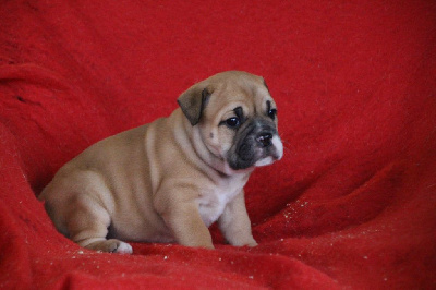 Les chiots de Bulldog continental