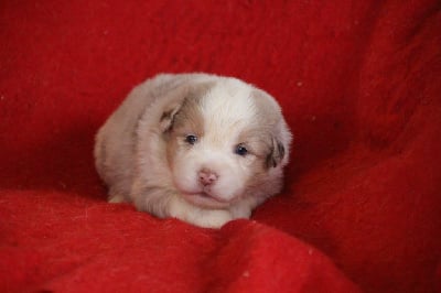 Les chiots de Berger Américain Miniature 