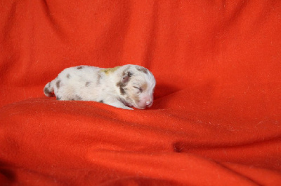 Les chiots de Berger Américain Miniature