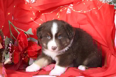 Les chiots de Berger Américain Miniature