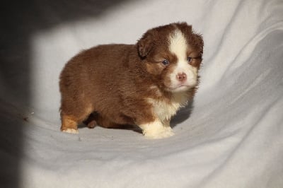 Les chiots de Berger Américain Miniature 