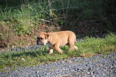 Les chiots de Bulldog continental