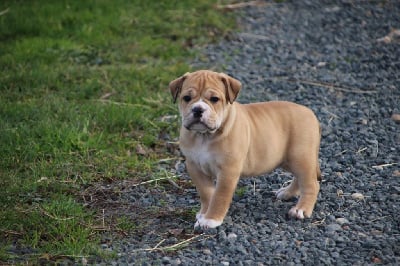 Les chiots de Bulldog continental