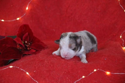 Mâle 4 - Berger Américain Miniature 