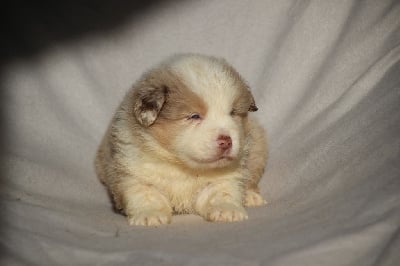 Les chiots de Berger Américain Miniature 