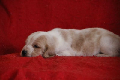 Les chiots de Basset Hound