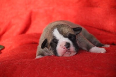 Les chiots de Bulldog continental