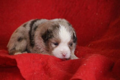 Les chiots de Berger Américain Miniature 