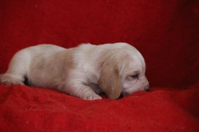 Les chiots de Basset Hound