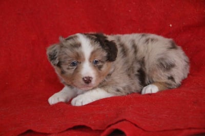 Les chiots de Berger Américain Miniature 