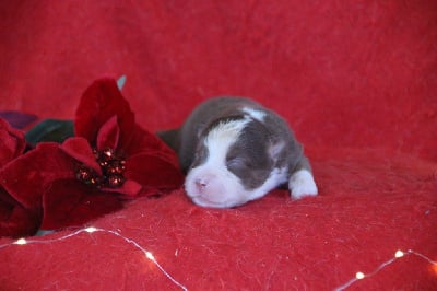 Femelle 2 - Berger Américain Miniature 