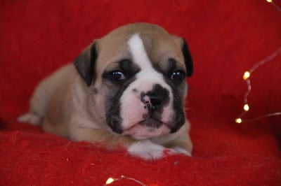 Les chiots de Bulldog continental