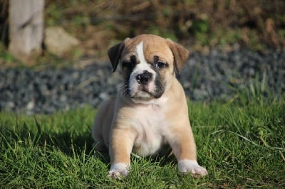 Les chiots de Bulldog continental