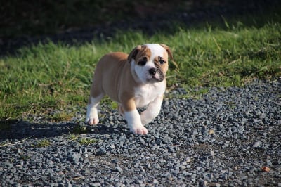 Les chiots de Bulldog continental