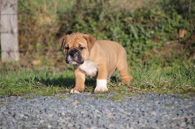 Les chiots de Bulldog continental