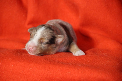 Les chiots de Berger Américain Miniature