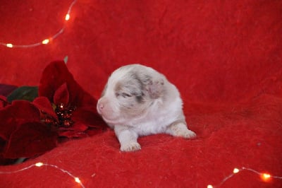 Mâle 5 - Berger Américain Miniature 