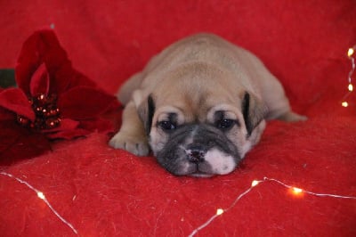 Les chiots de Bulldog continental