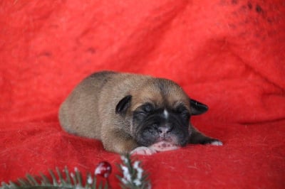 Les chiots de Bulldog continental