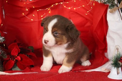 Les chiots de Berger Américain Miniature