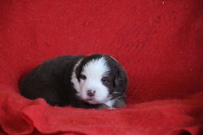 Les chiots de Berger Américain Miniature 