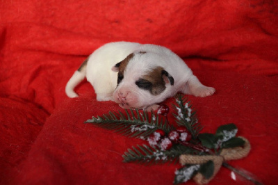 Les chiots de Bulldog continental