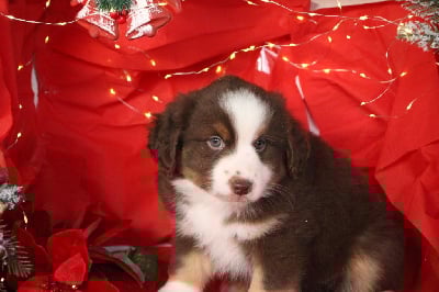 Les chiots de Berger Américain Miniature