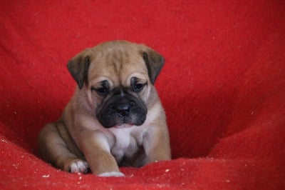 Les chiots de Bulldog continental