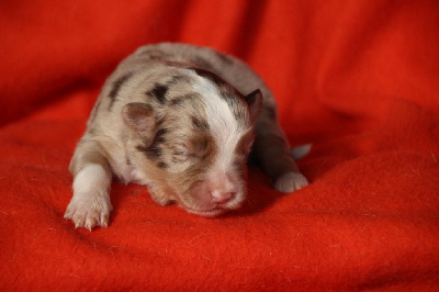 Les chiots de Berger Américain Miniature