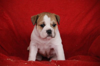 Les chiots de Bulldog continental