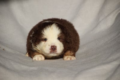 Les chiots de Berger Américain Miniature 