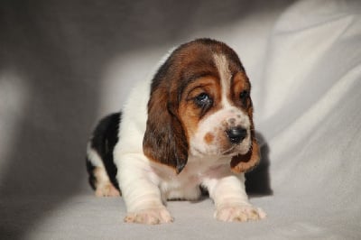Les chiots de Basset Hound
