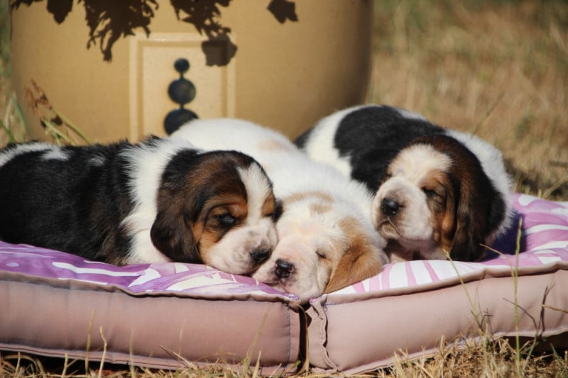 Basset Hound - Des sources sacrees