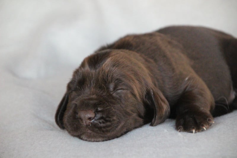 Chien d'Oysel allemand - Des sources sacrees