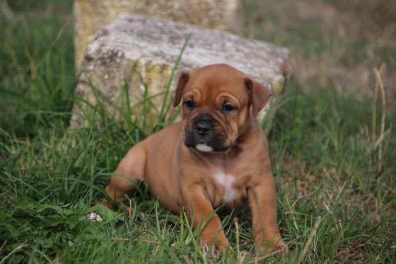 Bulldog continental - Des sources sacrees