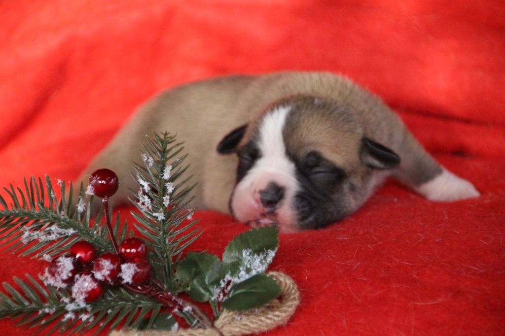 Bulldog continental - Des sources sacrees