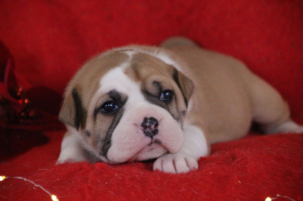 Bulldog continental - Des sources sacrees