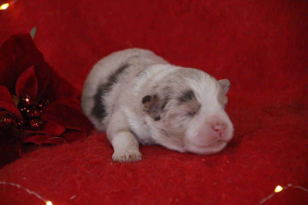 Berger Américain Miniature  - Des sources sacrees