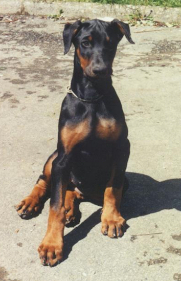 Publication : Von Bolcanstern