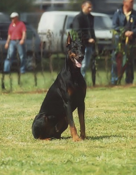 Publication : Von Bolcanstern