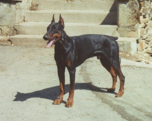 Publication : Von Bolcanstern