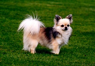 CH. Youpink Of Tierras Calientes -