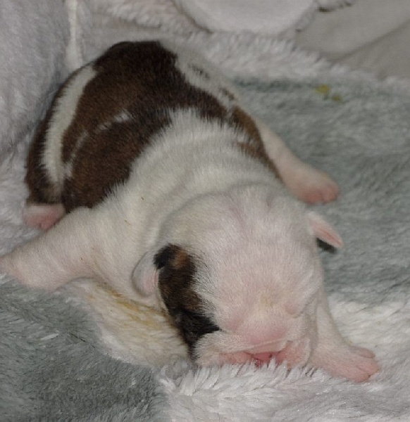 Monica Bellucci Of Only You Love