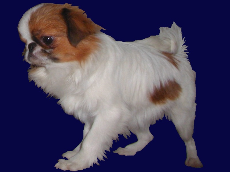 Publication : de L'Arc d'Ashérat