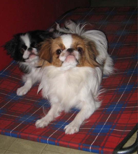 Publication : de L'Arc d'Ashérat