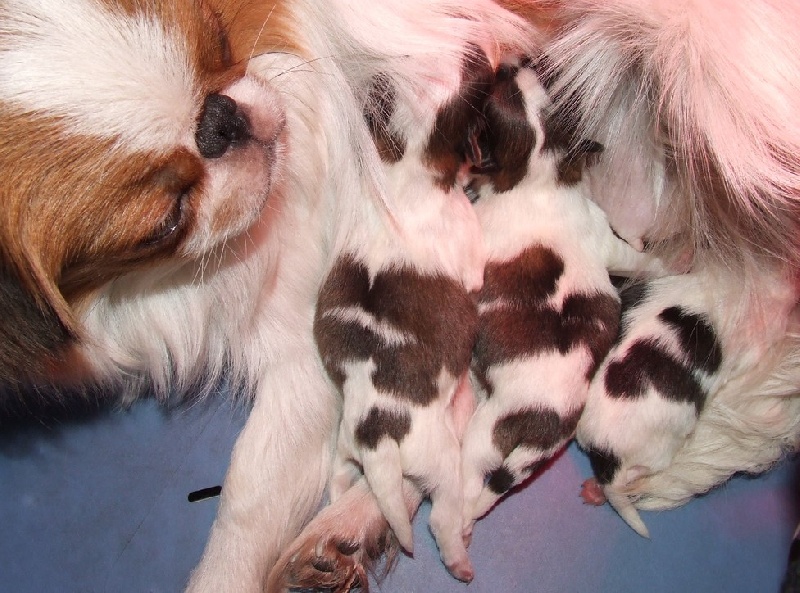 Publication : de L'Arc d'Ashérat